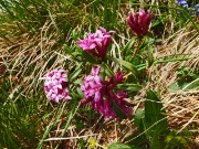 42 Daphne cneorum...